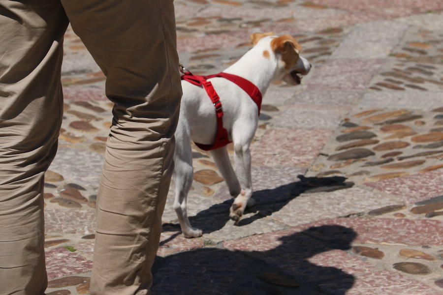 Fotos: Pipper ya pisa el suelo de León