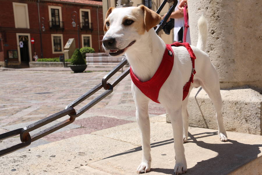 Fotos: Pipper ya pisa el suelo de León