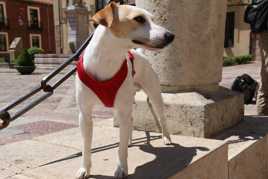 Fotos: Pipper ya pisa el suelo de León