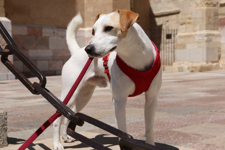 Fotos: Pipper ya pisa el suelo de León