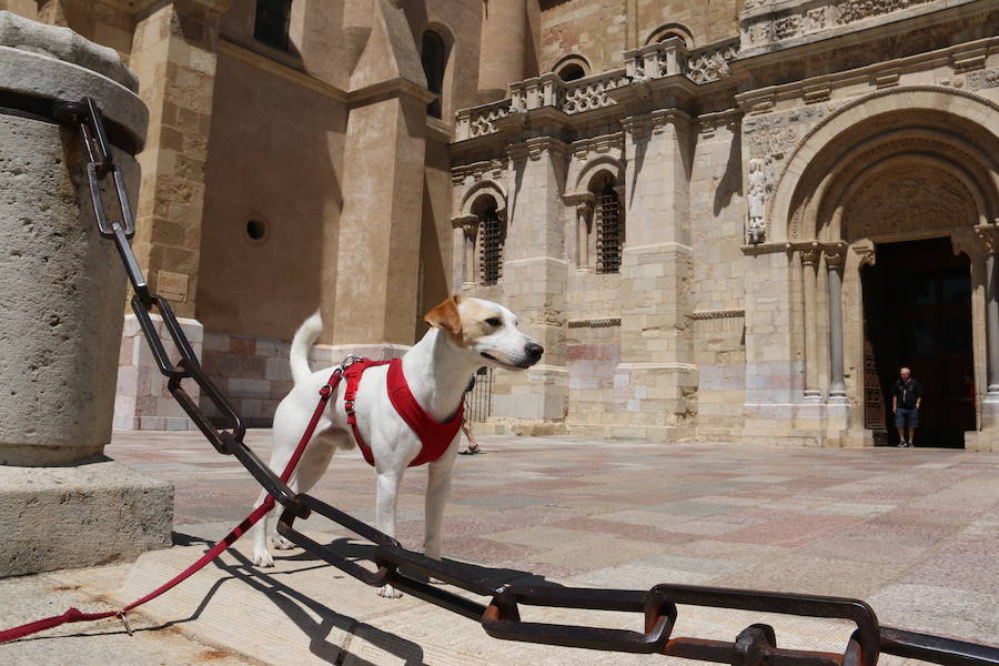 Fotos: Pipper ya pisa el suelo de León