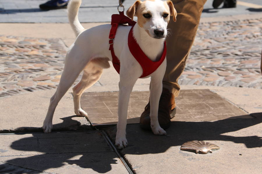 Fotos: Pipper ya pisa el suelo de León