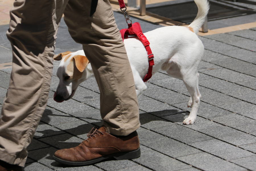 Fotos: Pipper ya pisa el suelo de León