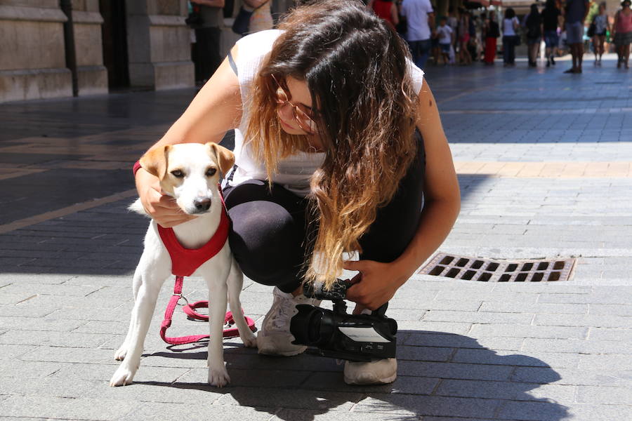 Fotos: Pipper ya pisa el suelo de León