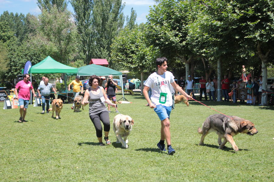 Fotos: Concurso de Mastín Español en Veguellina de Órbigo