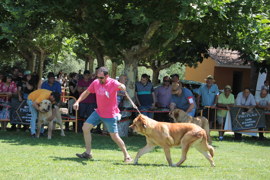 Fotos: Concurso de Mastín Español en Veguellina de Órbigo