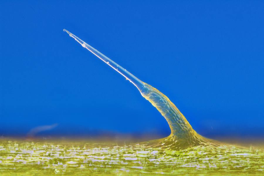 1. Tricoma de ortiga: Tras observar con una potente lupa un pelo urticante de ortiga común (Urtica urens) estuve 3 meses estudiando esta sofisticada jeringuilla vegetal. Con la ayuda de un microscopio electrónico pude finalmente demostrar que su secreto estaba encerrado en su ampolla apical. Los resultados se publicaron en varias revistas y periódicos.