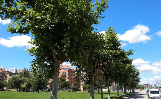 Uno de los árboles 'enfermos' que denuncia el PSOE.