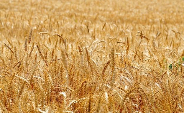Las organizaciones agrarias confían en una progresiva subida del precio del cereal en sintonía con los mercados internacionales