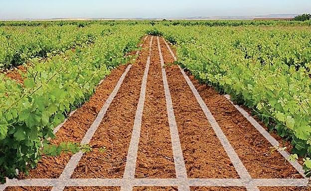 El placer de correr entre viñedos