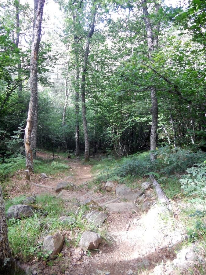 Una ruta de 11 kms, con un recorrido circular que une Villabellaco, Valle de Santullán y el Santuario del Carmen | Una senda en homenaje al escultor local Ursicinio Martínez entre bosques de rebollos y esculturas de sus compañeros del Grupo Muriel