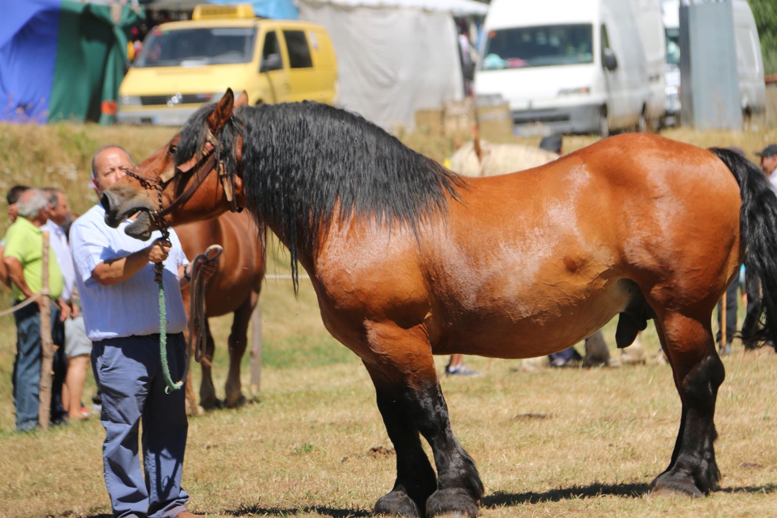 Fotos: Concurso hispano-bretón en San Emiliano de Babia