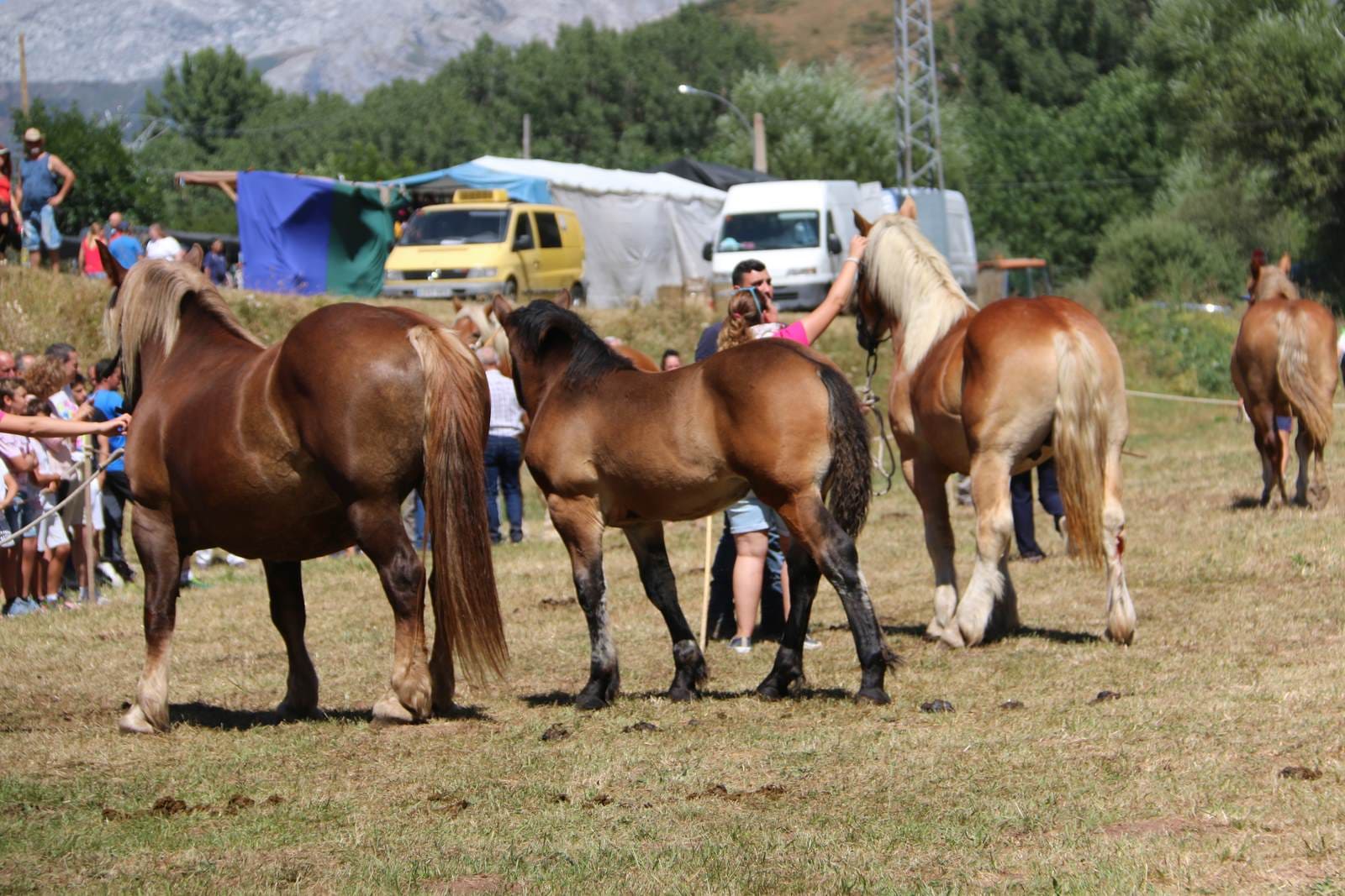 Fotos: Concurso hispano-bretón en San Emiliano de Babia