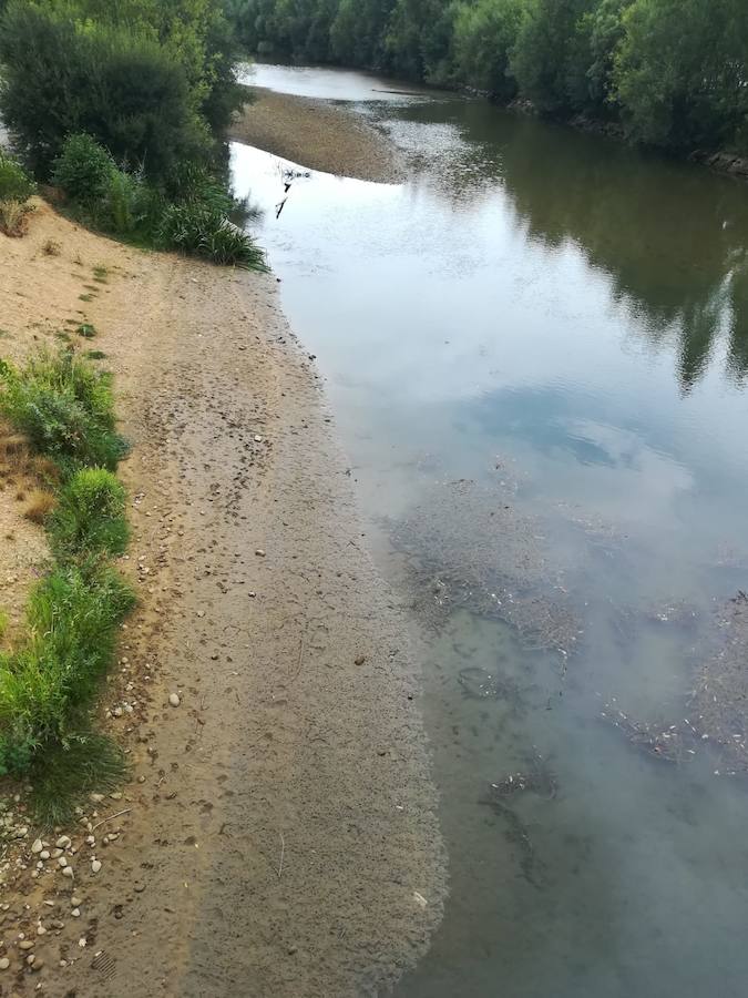 Fotos: El Bernesga se queda sin agua