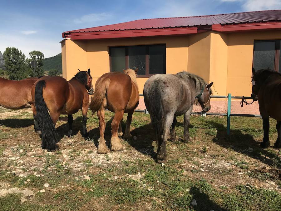 Fotos: La ganadería se vive en Puebla de Lillo