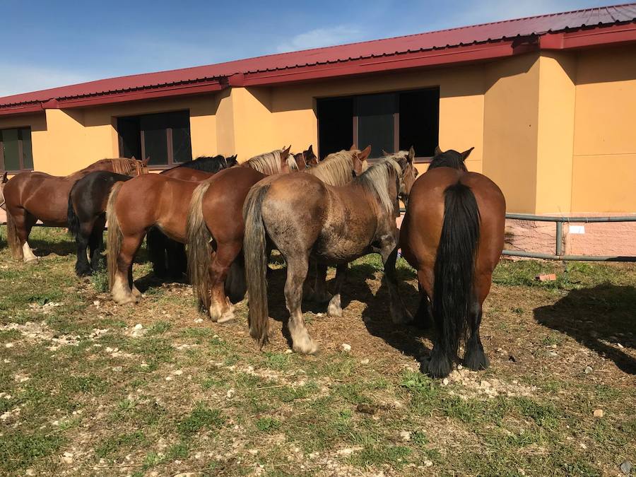 Fotos: La ganadería se vive en Puebla de Lillo