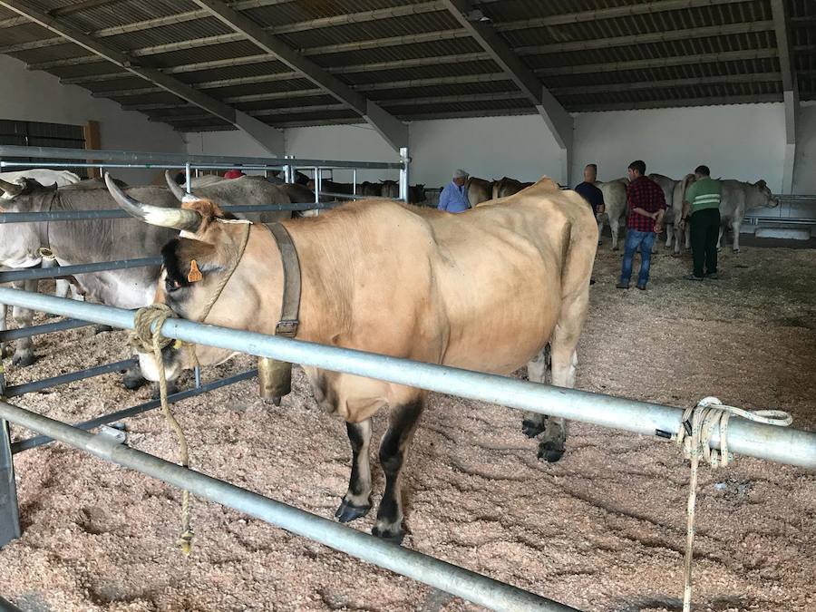 Fotos: La ganadería se vive en Puebla de Lillo