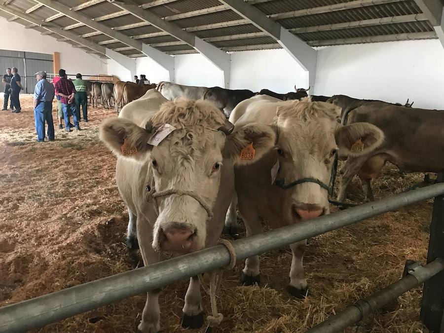 Fotos: La ganadería se vive en Puebla de Lillo