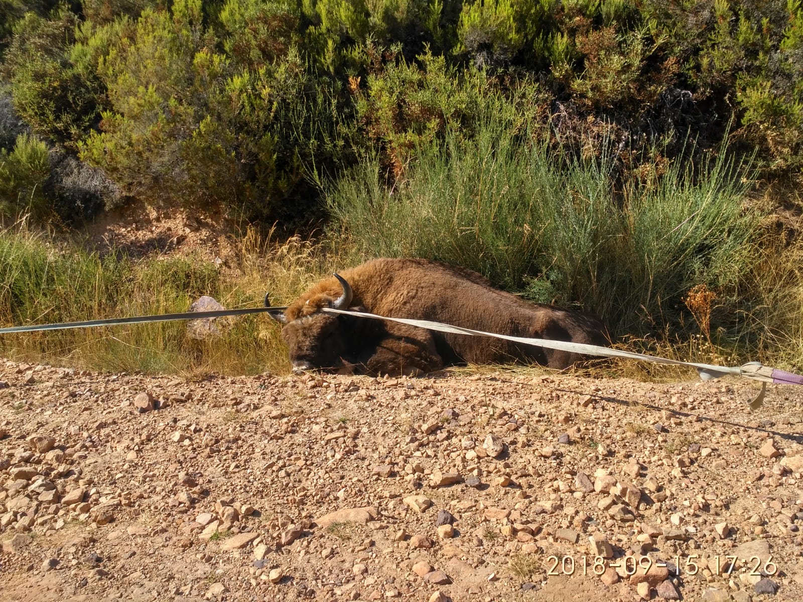 El bisonte en el suelo, sedado y atado por seguridad para el veterinario.