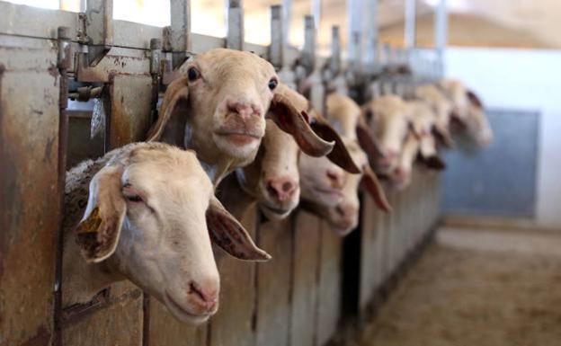 La Lonja de León registra la primera subida de precios en la leche de oveja tras dos años de parálisis