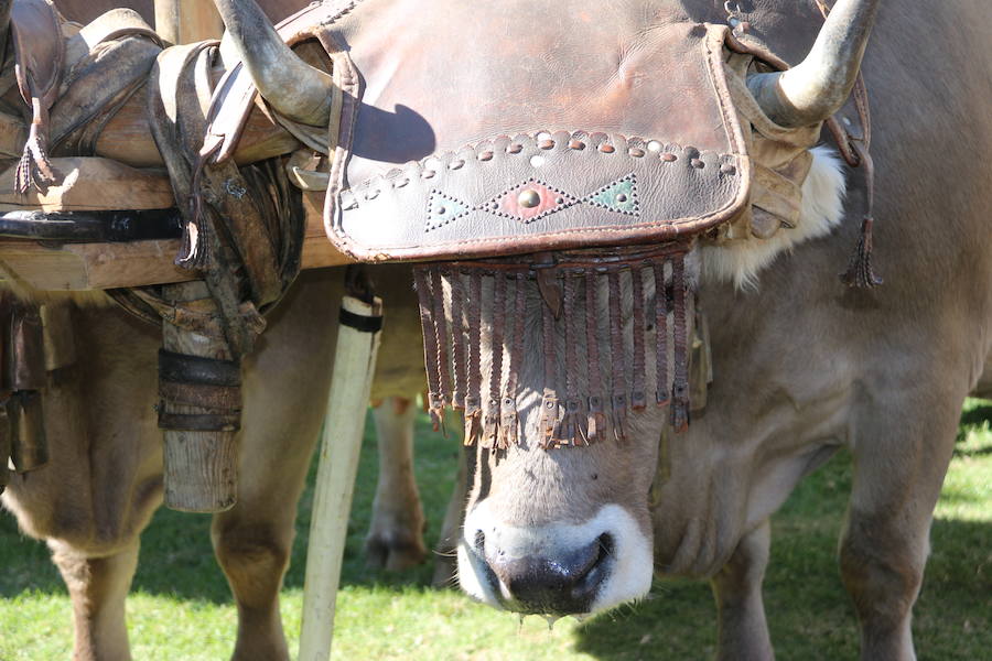 Los pendones leoneses y los carros engalanados exaltan el día de San Froilán en la Virgen del Camino en una muestra del valor y diversidad de las tierras del viejo Reino