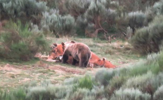 Un oso come los restos de una vaca en Babia. 