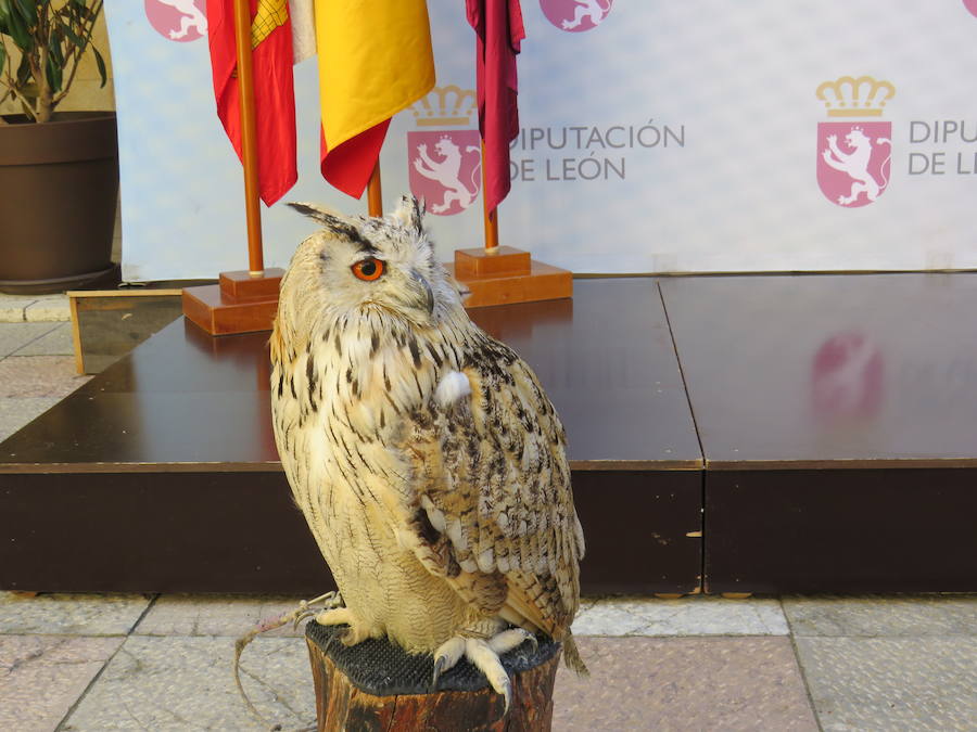 La Diputación de León acogió la presentación de las XXIV Jornadas Internacionales de Cetrería 