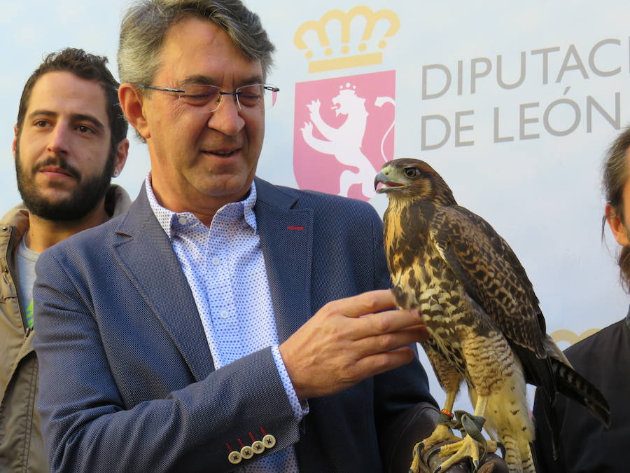 La Diputación de León acogió la presentación de las XXIV Jornadas Internacionales de Cetrería 