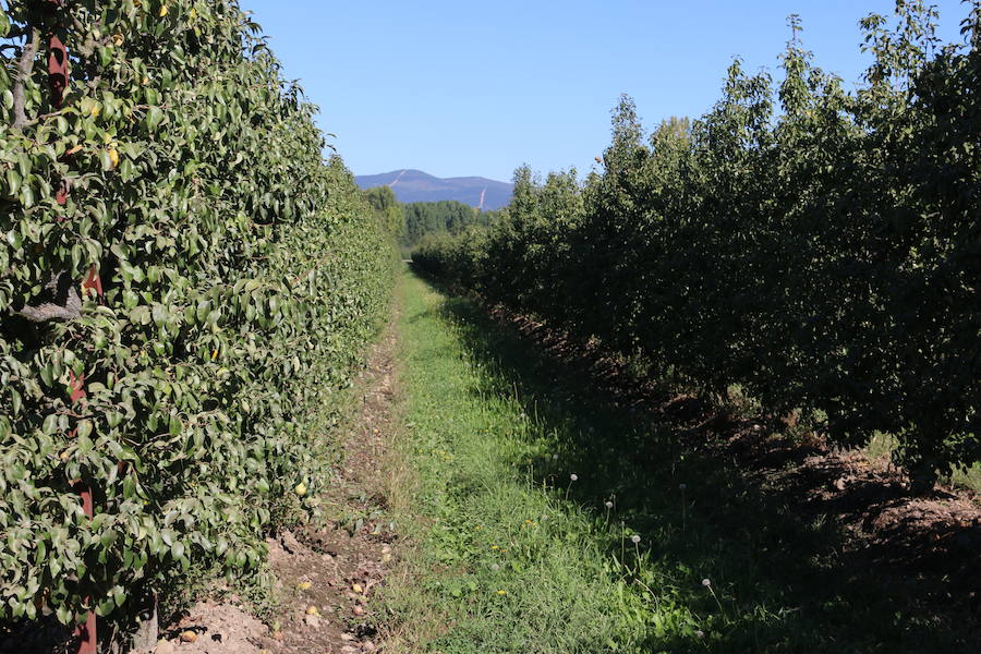 Cooperativa del Bierzo