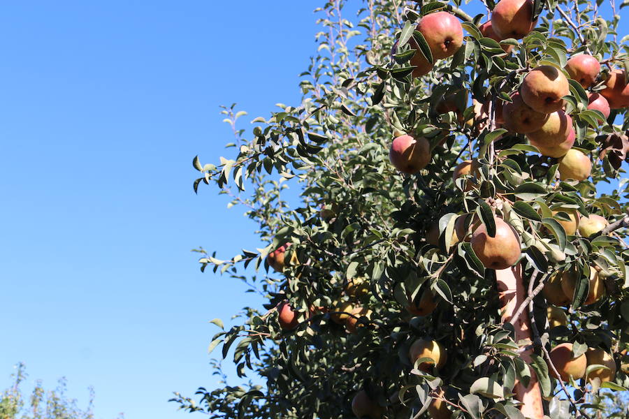 Cooperativa del Bierzo