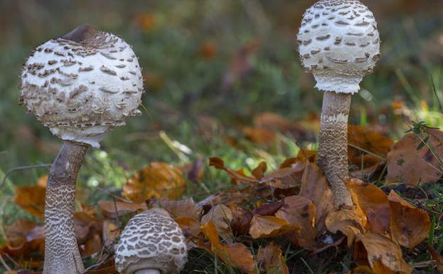Morchella elata.