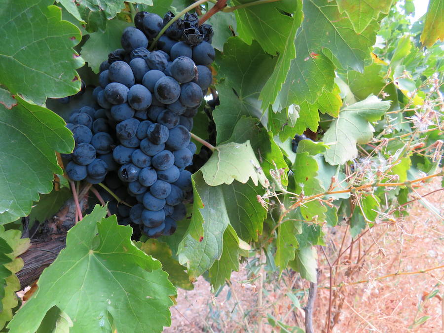 Esta bodega, situada en el El Bierzo, es el fruto del trabajo de una familia que apuesta por la Mencía, uva autóctona, para sacarle su mejor partido, mediante la aplicación de las nuevas técnicas de viticultura 