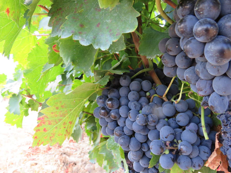 Esta bodega, situada en el El Bierzo, es el fruto del trabajo de una familia que apuesta por la Mencía, uva autóctona, para sacarle su mejor partido, mediante la aplicación de las nuevas técnicas de viticultura 