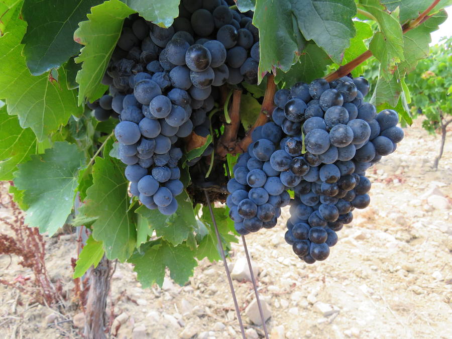 Esta bodega, situada en el El Bierzo, es el fruto del trabajo de una familia que apuesta por la Mencía, uva autóctona, para sacarle su mejor partido, mediante la aplicación de las nuevas técnicas de viticultura 