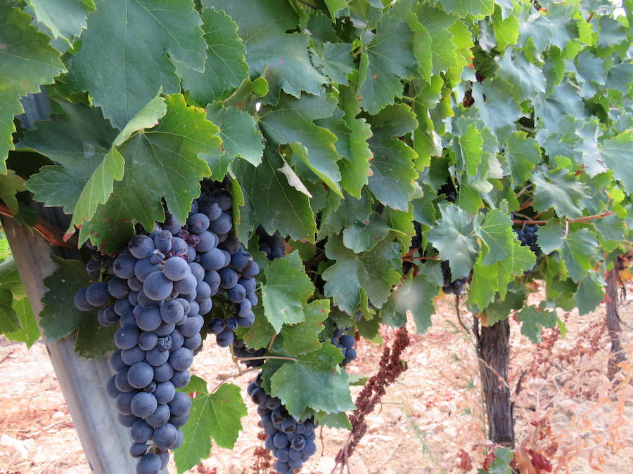 Esta bodega, situada en el El Bierzo, es el fruto del trabajo de una familia que apuesta por la Mencía, uva autóctona, para sacarle su mejor partido, mediante la aplicación de las nuevas técnicas de viticultura 