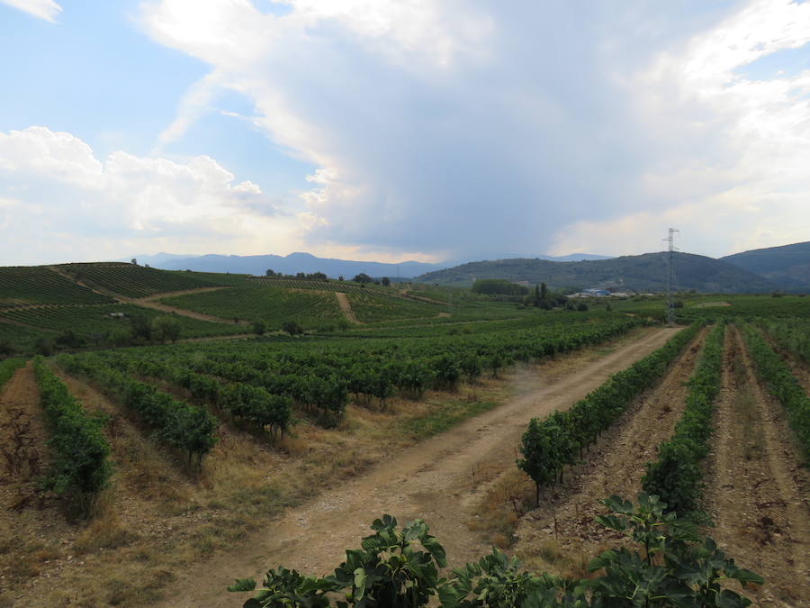 Esta bodega, situada en el El Bierzo, es el fruto del trabajo de una familia que apuesta por la Mencía, uva autóctona, para sacarle su mejor partido, mediante la aplicación de las nuevas técnicas de viticultura 