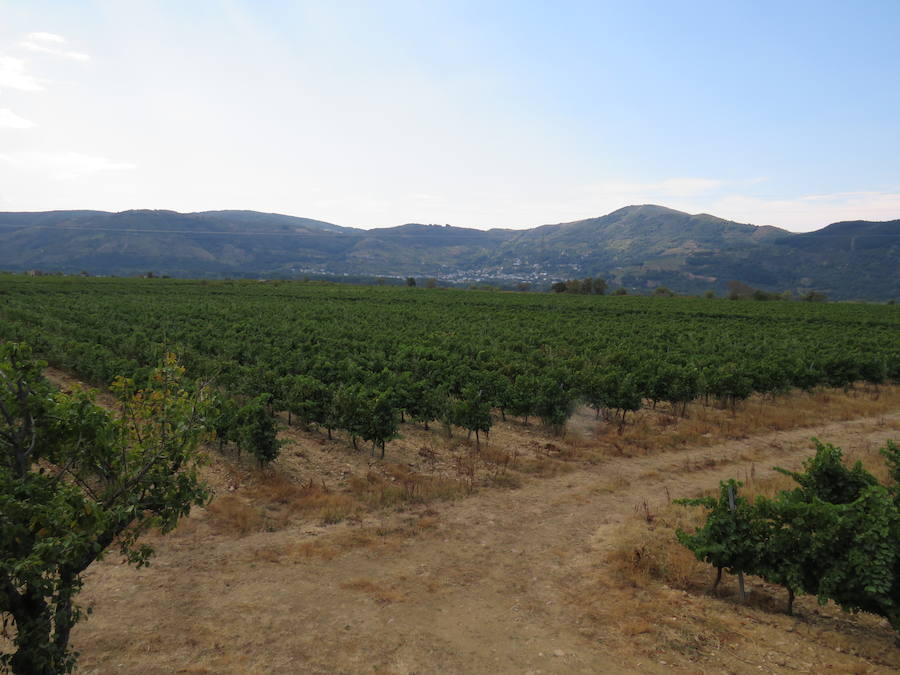 Esta bodega, situada en el El Bierzo, es el fruto del trabajo de una familia que apuesta por la Mencía, uva autóctona, para sacarle su mejor partido, mediante la aplicación de las nuevas técnicas de viticultura 