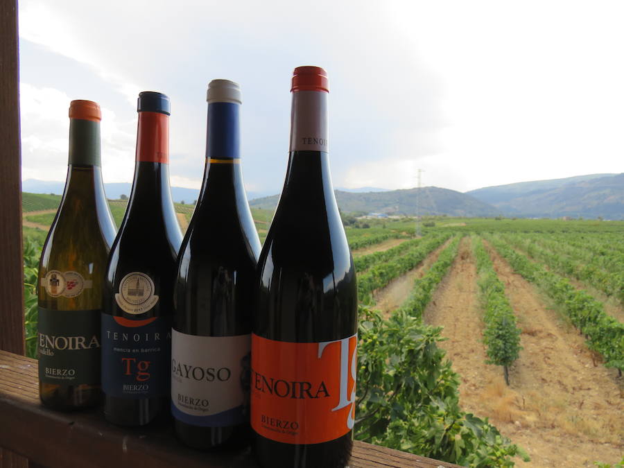 Esta bodega, situada en el El Bierzo, es el fruto del trabajo de una familia que apuesta por la Mencía, uva autóctona, para sacarle su mejor partido, mediante la aplicación de las nuevas técnicas de viticultura 