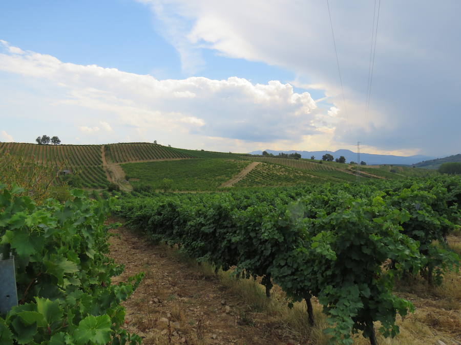 Esta bodega, situada en el El Bierzo, es el fruto del trabajo de una familia que apuesta por la Mencía, uva autóctona, para sacarle su mejor partido, mediante la aplicación de las nuevas técnicas de viticultura 