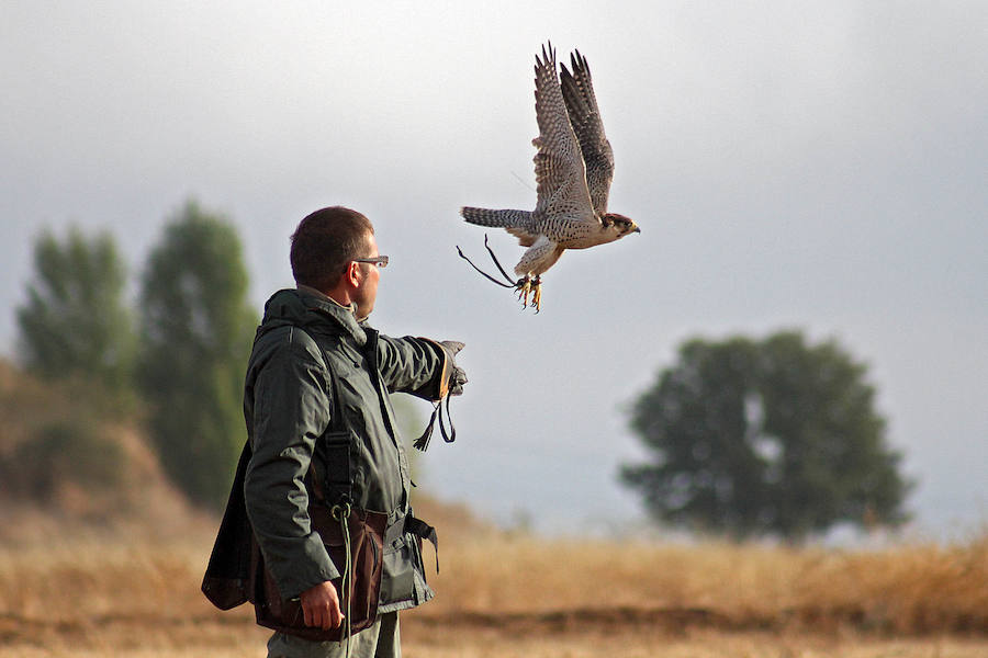 Los campos de vuelo de La Virgen del Camino acogen la celebración de las XXIV Jornadas Internacionales de Cetrería del Norte de España, una ocasión única para ver volar a 130 aves rapaces llegadas desde todos los rincones del planeta