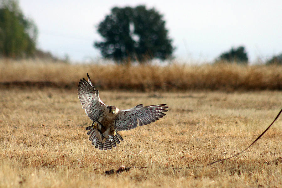 Los campos de vuelo de La Virgen del Camino acogen la celebración de las XXIV Jornadas Internacionales de Cetrería del Norte de España, una ocasión única para ver volar a 130 aves rapaces llegadas desde todos los rincones del planeta