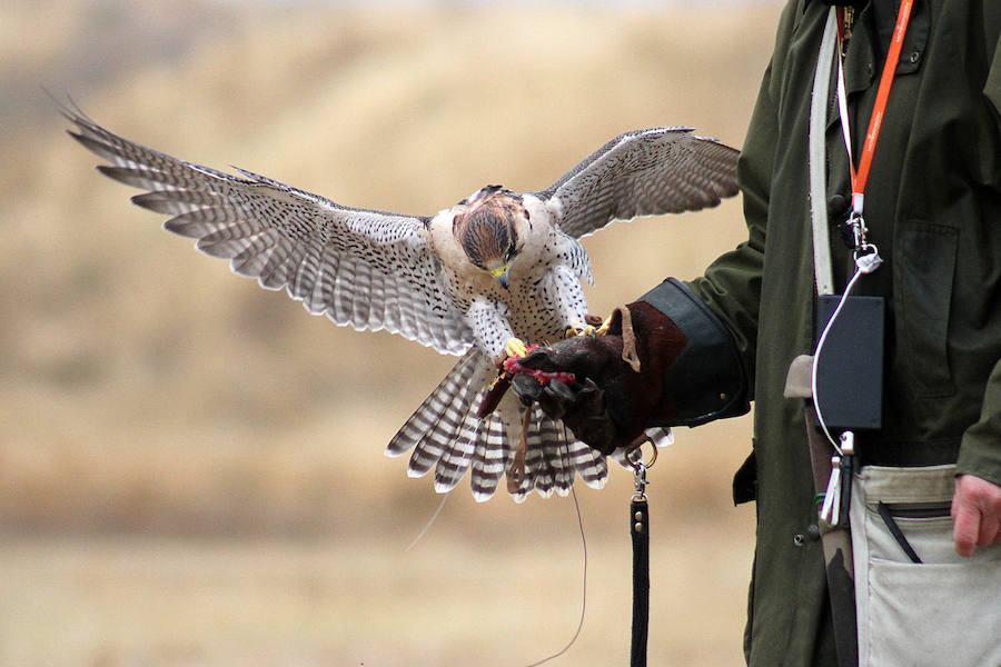 Los campos de vuelo de La Virgen del Camino acogen la celebración de las XXIV Jornadas Internacionales de Cetrería del Norte de España, una ocasión única para ver volar a 130 aves rapaces llegadas desde todos los rincones del planeta