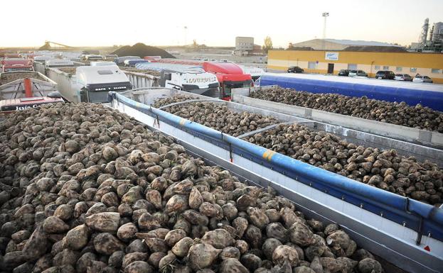 Recogida de remolacha en Acor en Olmedo, Valladolid el año pasado. 