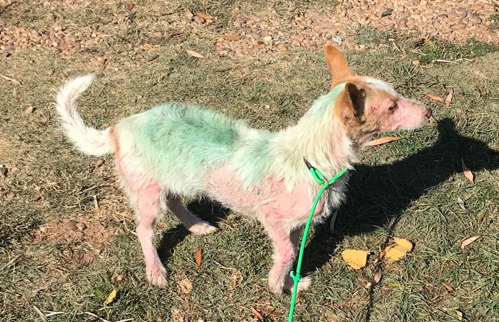 Fotos: Abandonan en Valcabado del Páramo dos perras enfermas de sarna