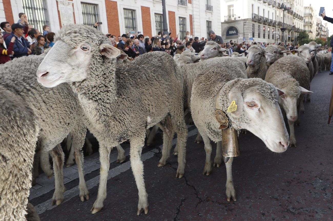 Imagen de la trashumancia a su paso por Madrid capital tras iniciar su camino en Picos de Europa