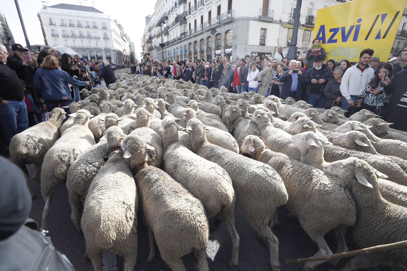 Imagen de la trashumancia a su paso por Madrid capital tras iniciar su camino en Picos de Europa