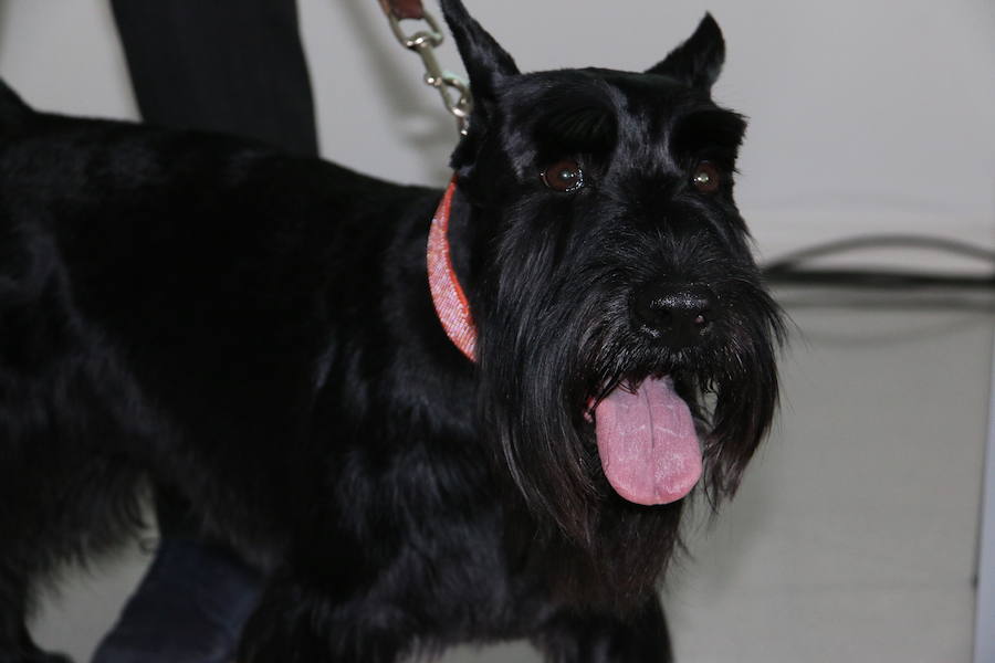 Fotos: Agrovet inaugura su nuevo Hospital Clínico Veterinario