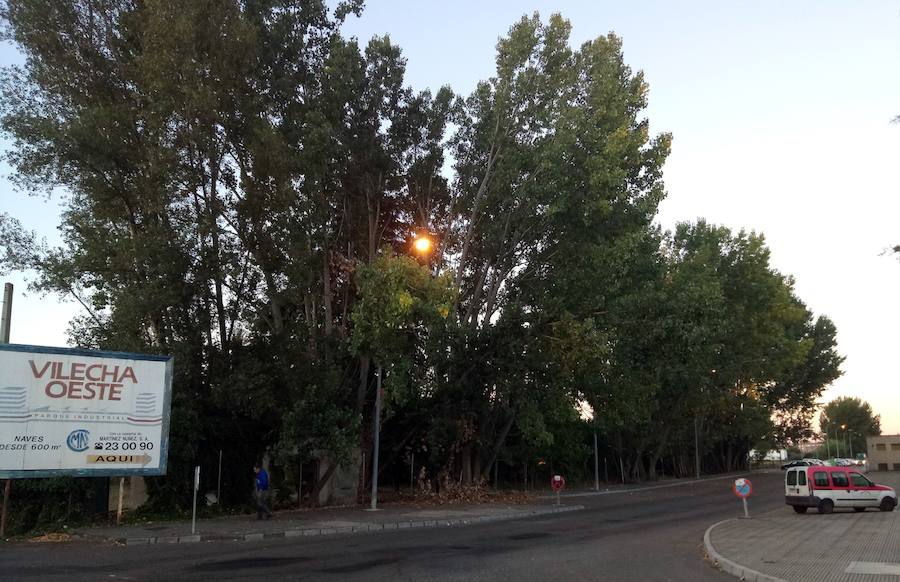 Fotos: El Ayuntamiento de León retira 14 chopos en Vilecha