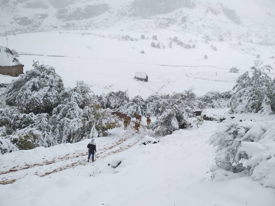 Fotos: La nieve complica la circulación de Pajares, el Huerna y Somiedo