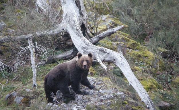 Imagen de un oso pardo en los Picos de Europa. 